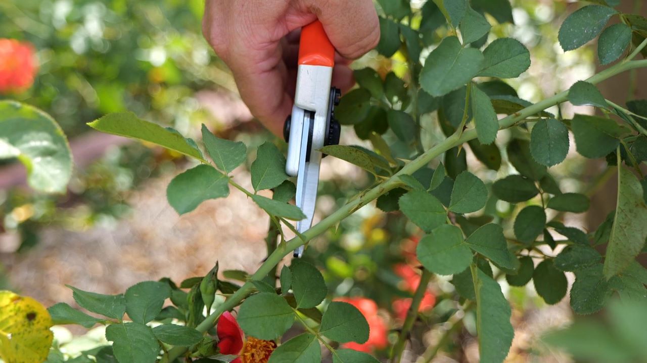 Get It Growing: Pruning roses helps make more beautiful blooms for the fall